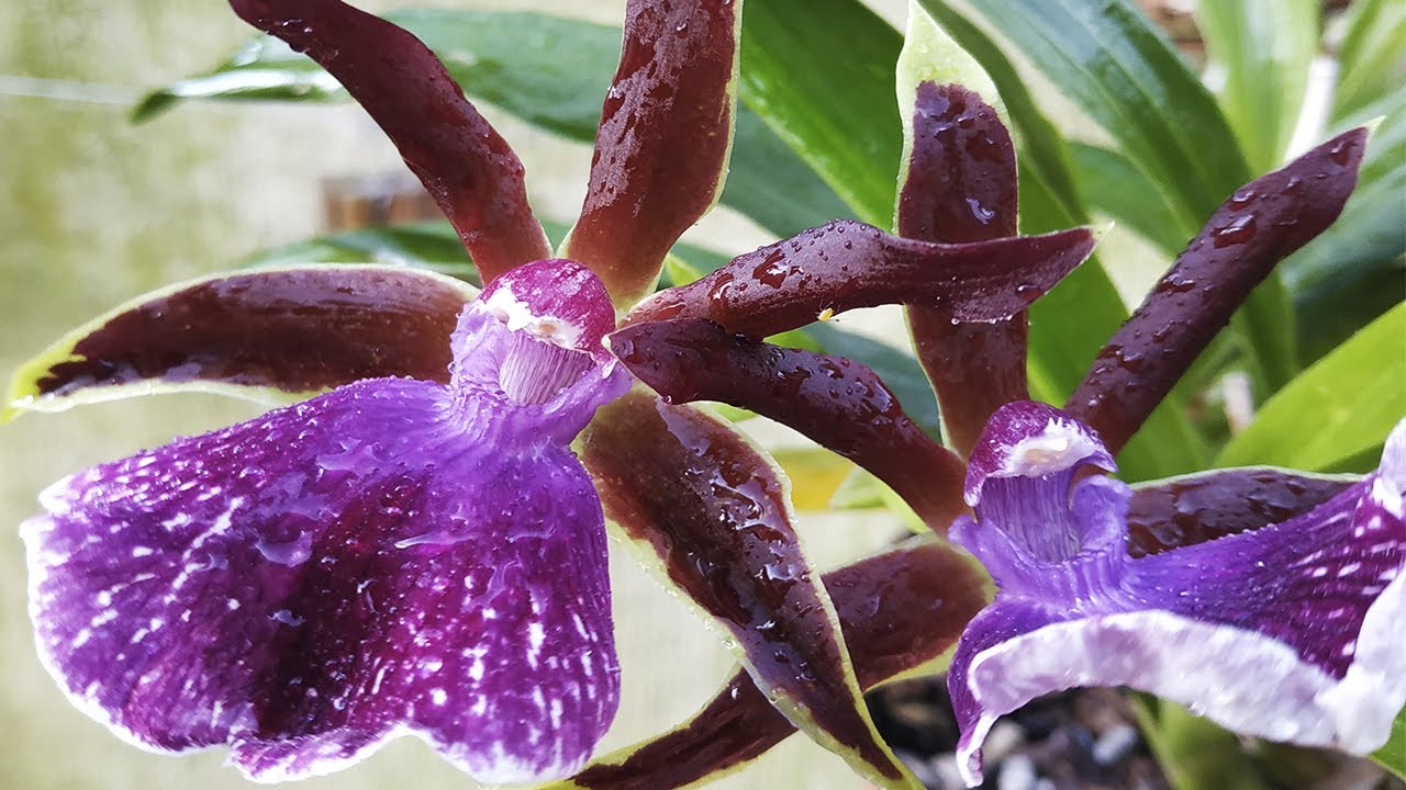 Zygopetalum 'Louisendorf' - Orchideen Pflege leicht gemacht!