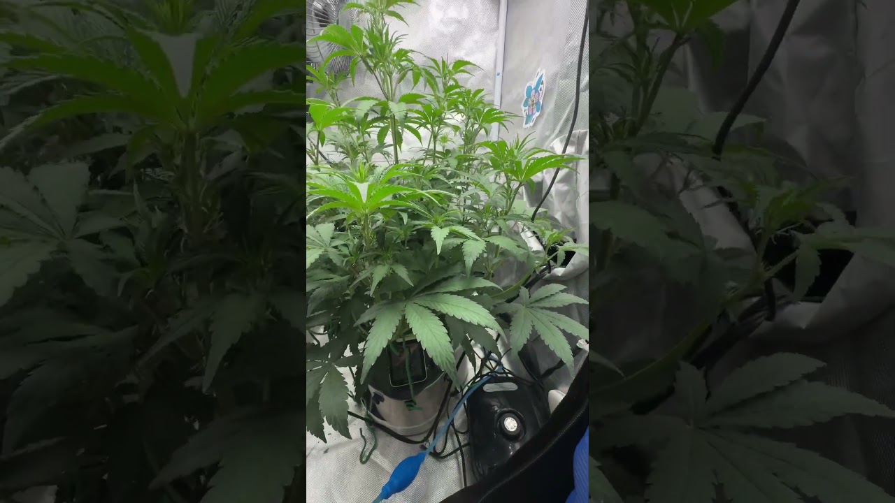 Grape Crush Day 37 Mephisto Genetics