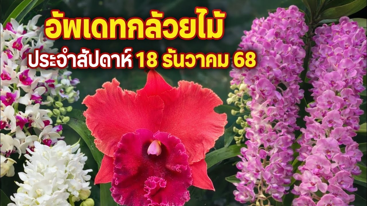 อัพเดทกล้วยไม้ประจำสัปดาห์ 18 ธันวาคม 68 แหล่งซื้อขายกล้วยไม้