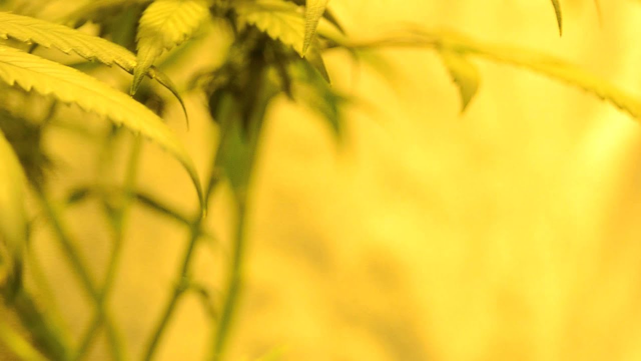 Indoor Grow Update 11/15/12