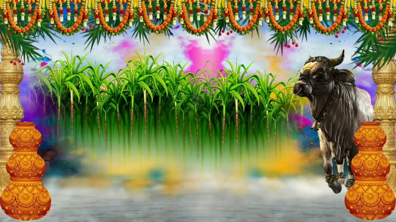 Sankranti festival motion background | sankranthi background video effects | Happy sankranthi 2025