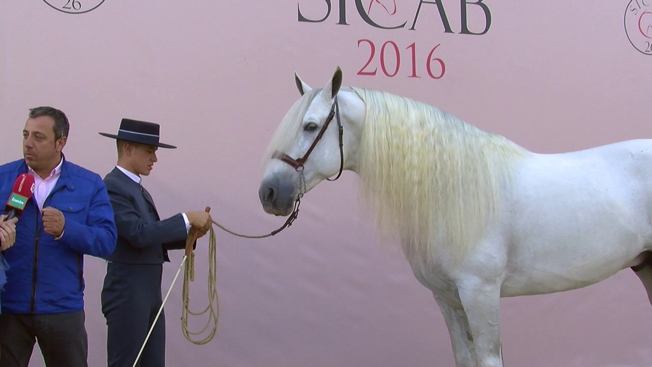 Albert Boya SICAB 2016