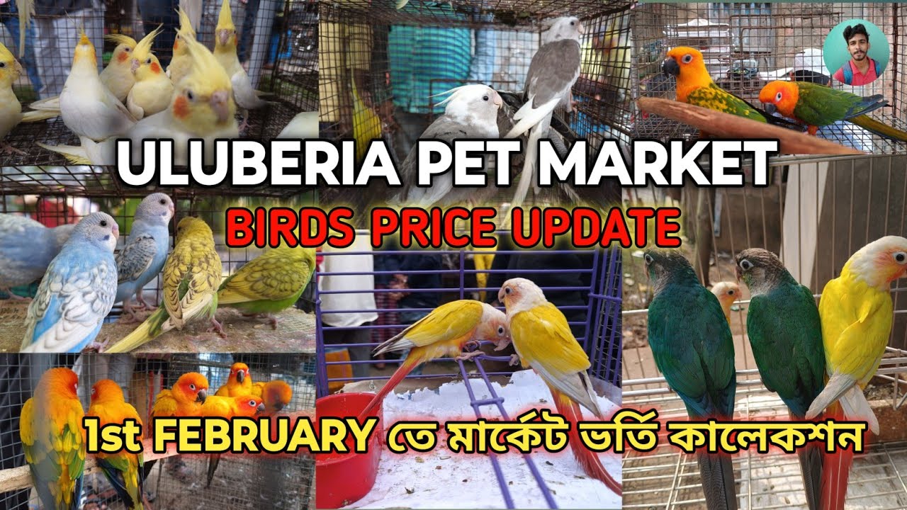 ULUBERIA PET MARKET BIRD'S PRICES UPDATE ON 1st FEBRUARY PART 1 #uluberia_pet_market #cheapestprice