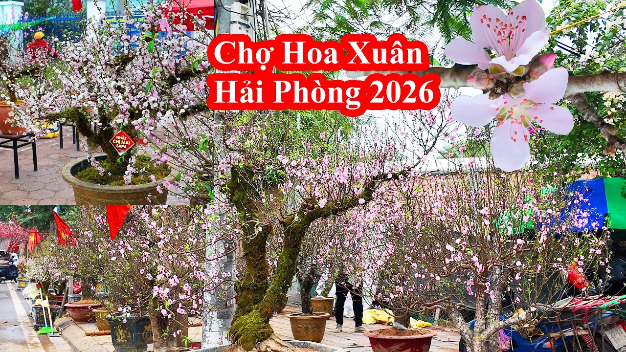 Chợ hoa Tết Hải Phòng: Không khí Tết đã về khắp thành phố Cảng