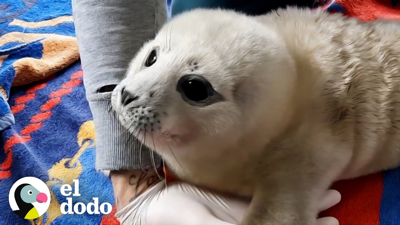 Cr&iacute;a de foca valiente se mejora y lleva a sus amigos de regreso a casa | El Dodo
