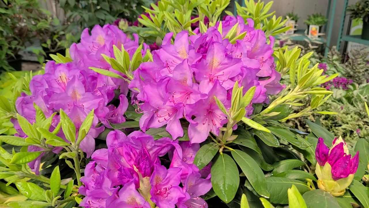 Rhododendron catawbiense 'Boursault' // Dependable NATIVE Evergreen with large, BRILLIANT flowers.