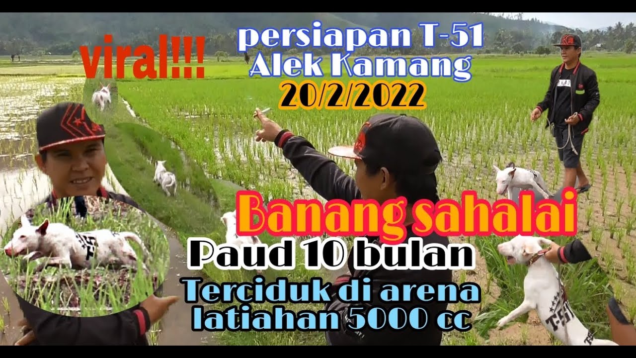 berbagi ilmu!!! T - 51 bukak bukak an tentang ilmu setingan anjing marenten