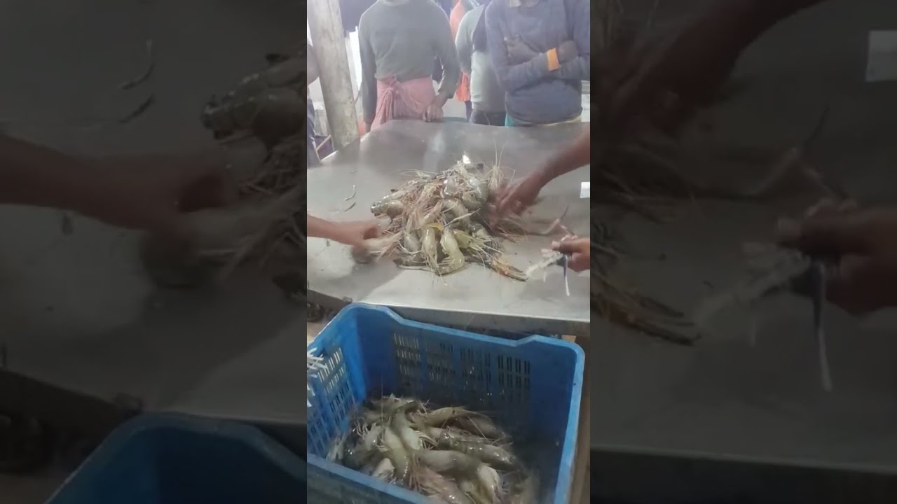Daily Live Fish (Local & Foreign)  প্রতিদিন বাগদা গলদা হরিনা রুই কাতলা পাইশে পাতাড়ি টেংরা মাছের লাইভ