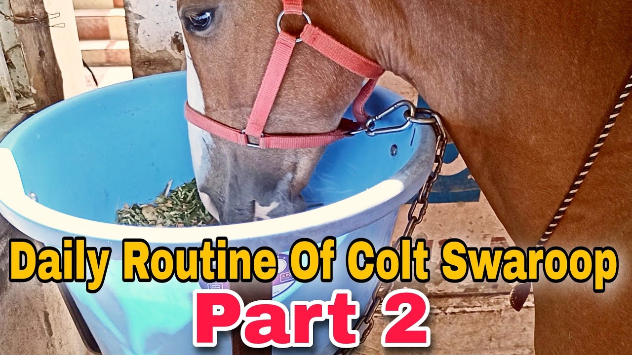 Baby Horse Daily Routine Hindi | Daily Diet and Other Information Part 2 | Colt Swaroop