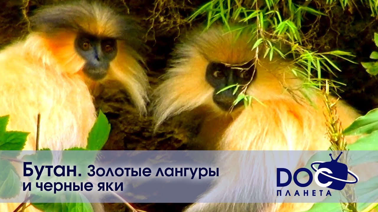 Земля.Гид для путешественников.Бутан - Фильм 2. Золотые лангуры и черные яки - Документальный