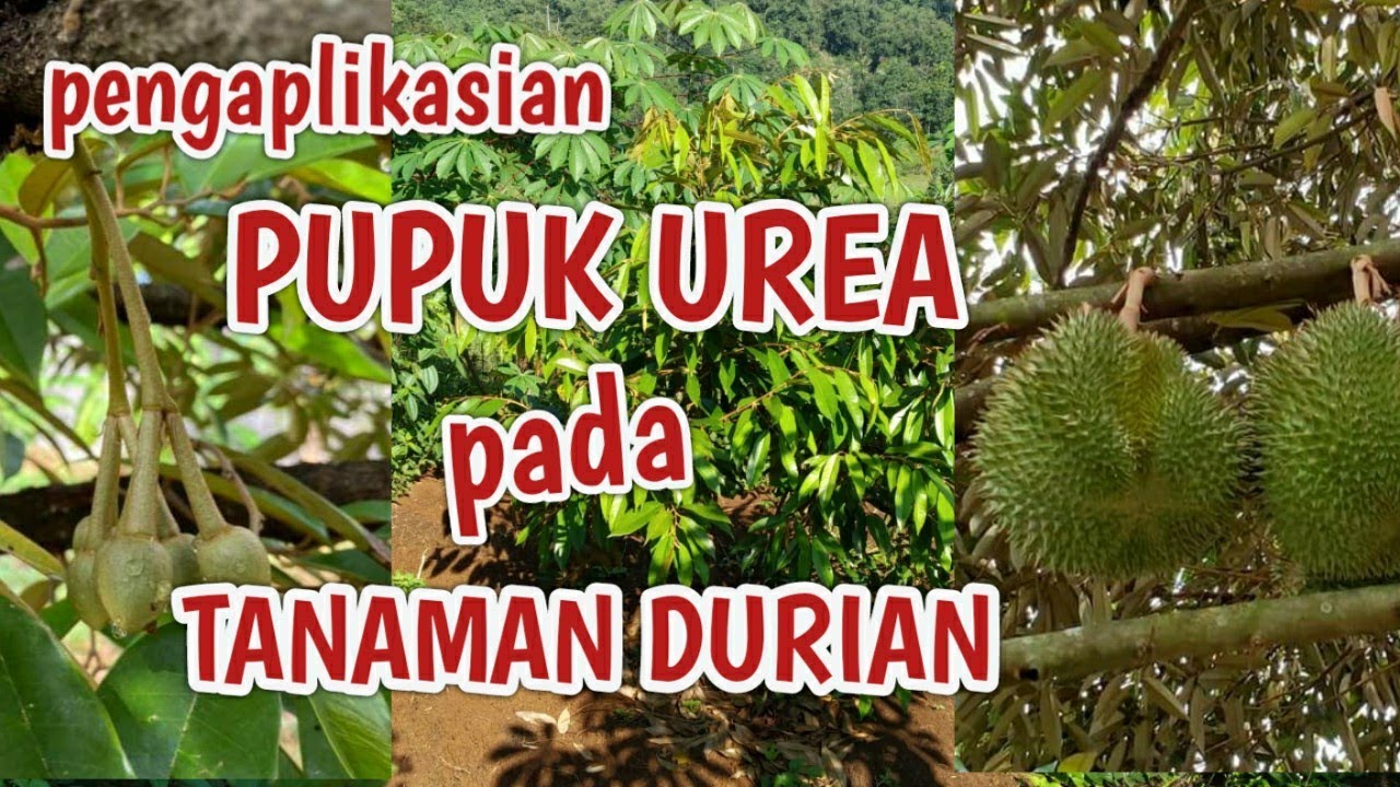 Dengan Urea Pupuk Pohon Durian dan Cara Supaya Cepat Tumbuh Besar Subur dan Berbuah
