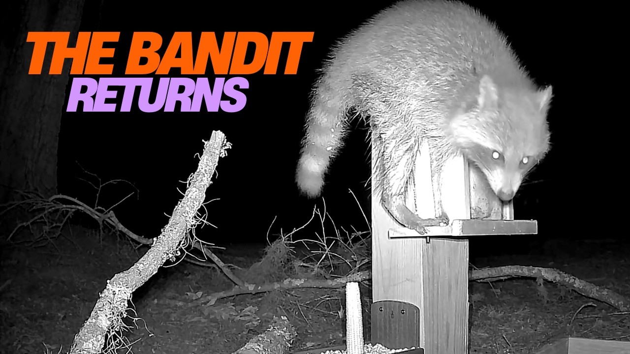 It Came Back the Next Night… (Night Vision)