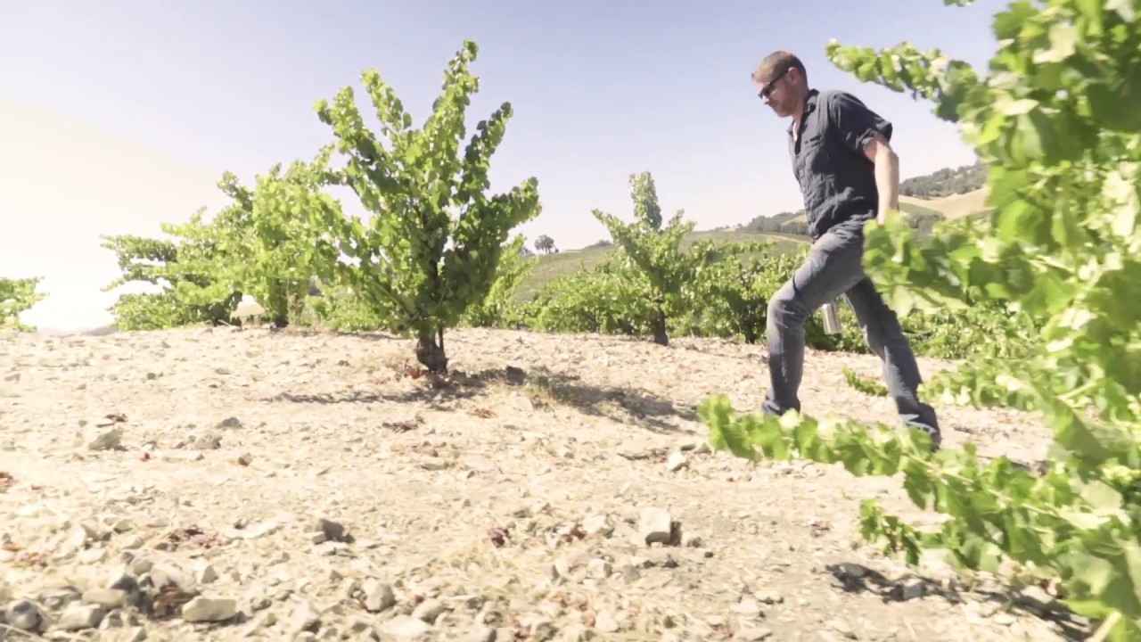Dry Farming: A Different Kind of Vineyard