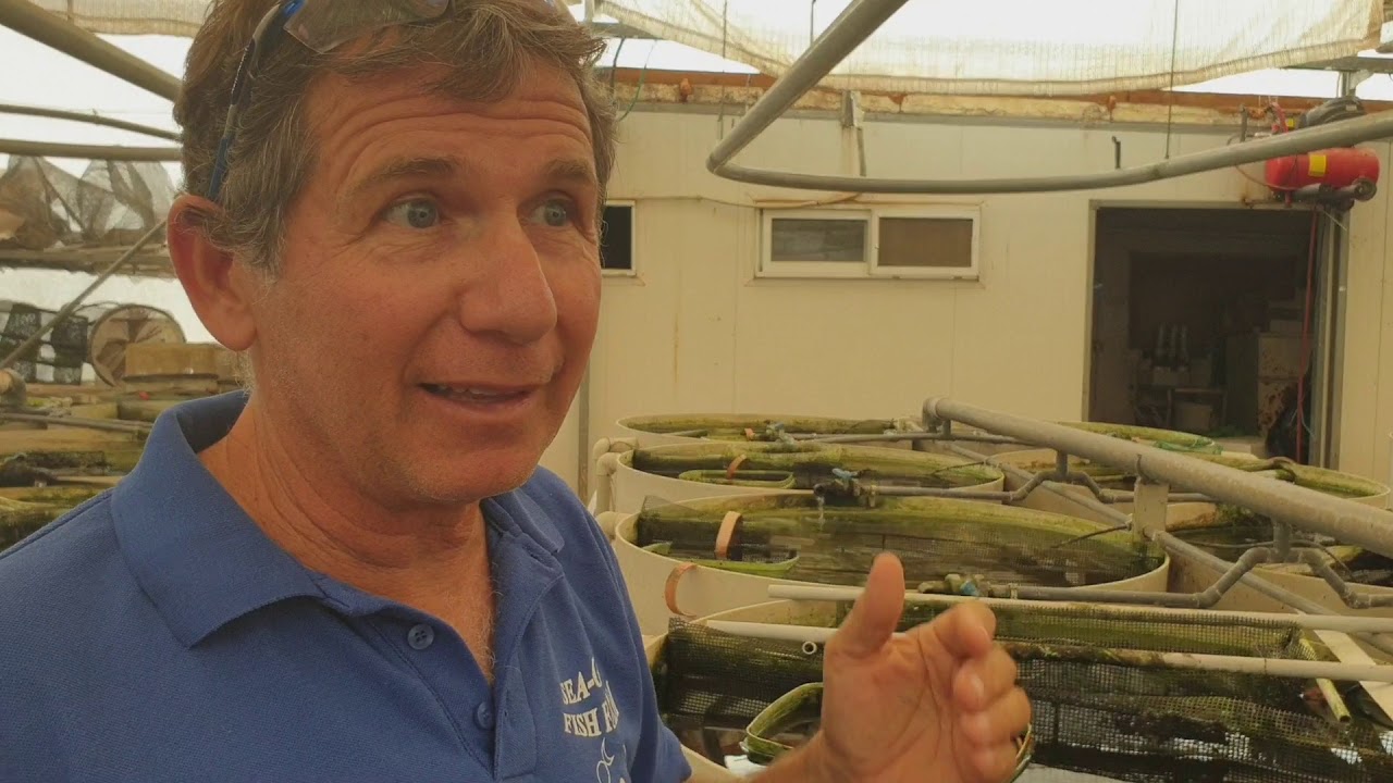 1 Million Black Mollies und Segelflosser pro Jahr aus dieser High Tech Fischfarm.