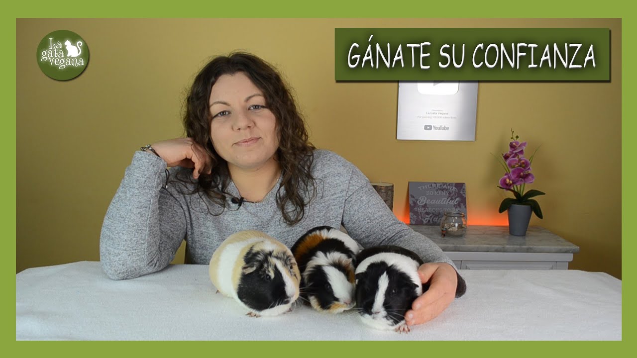 CÓMO QUITAR EL MIEDO A LAS COBAYAS Y GANARTE SU CONFIANZA |  SOCIABILIZAR COBAYAS CON RESPETO