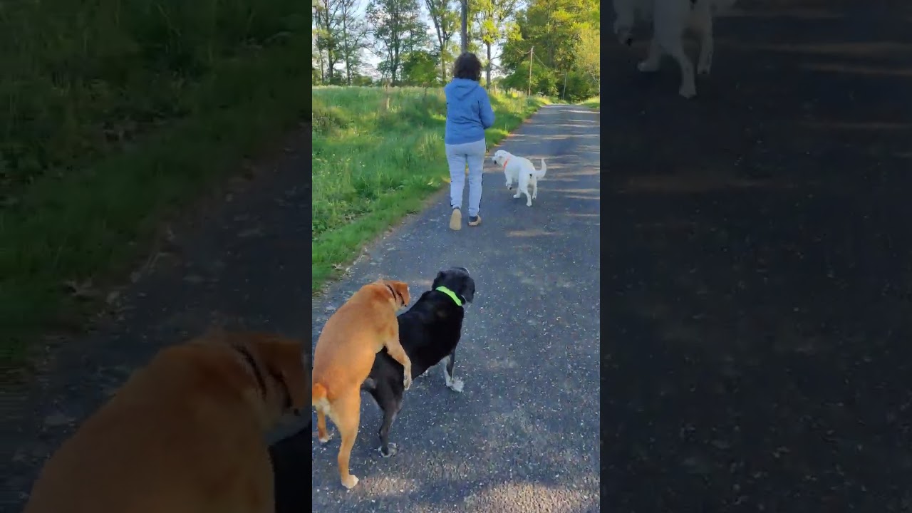 Pandora Dog gets pestered