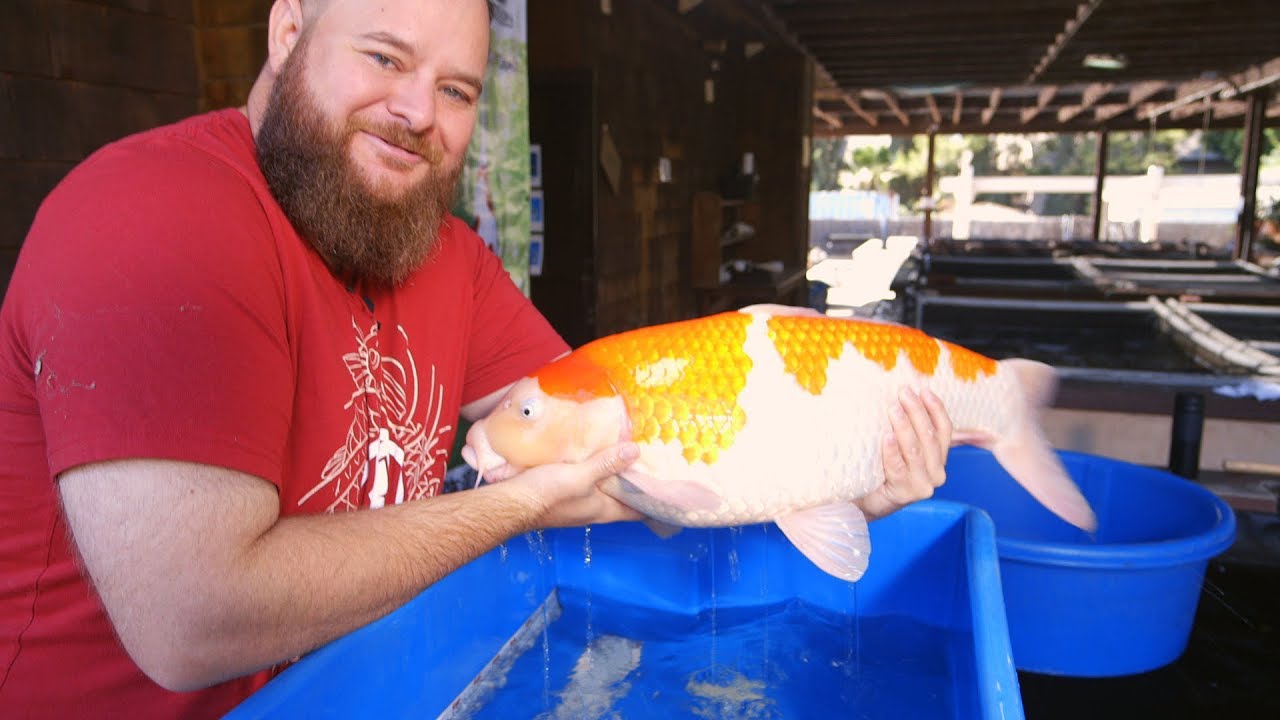 How To Grow Massive Kohaku Koi - Part 1