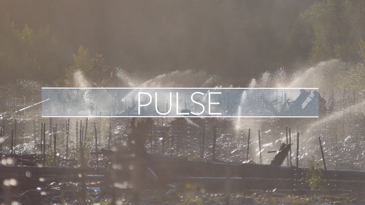 Pulse: A Story of River Restoration