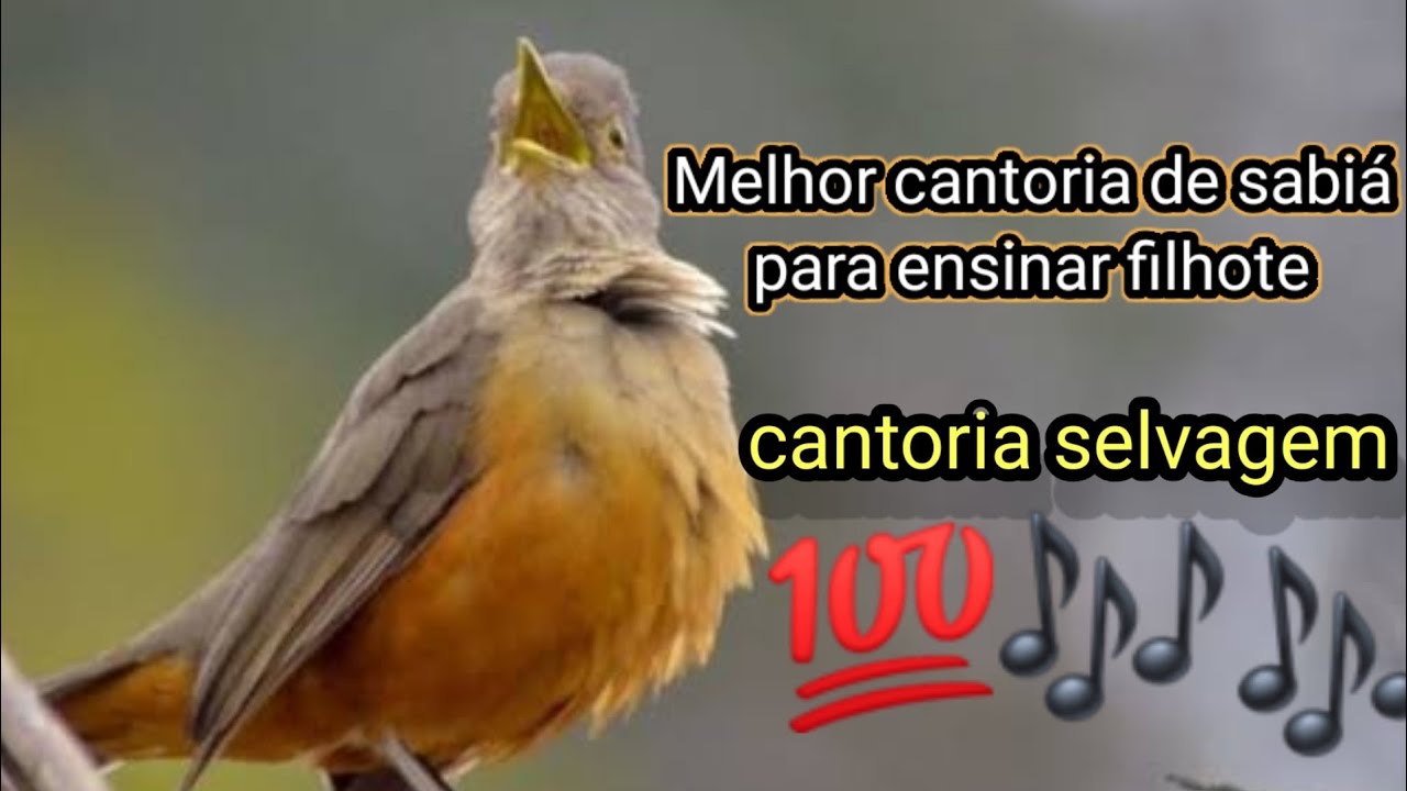 Melhor cantoria de de sabiá laranjeira para esquentar seu pássaro