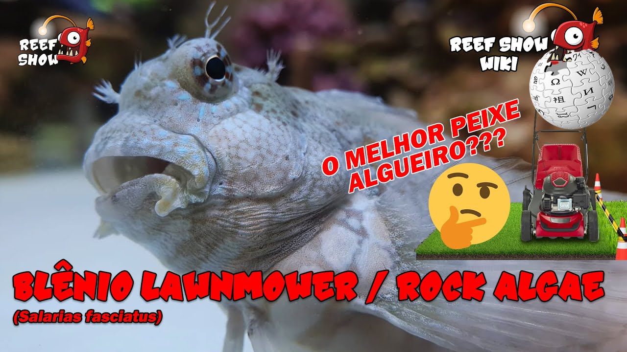 Reef Show Wiki: Bl&ecirc;nio Lawnmower / Rock Algae