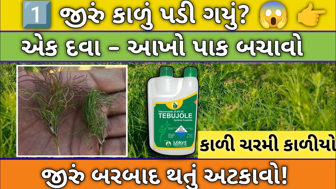  #જીરું ફરી લીલું કાળી ચરમી માટે ગેરંટી ઉપાય ઠાર ઝાકળમાં |  કાળી ચરમી STOP 🌿#કાળીચરમી #જીરુંદવા 