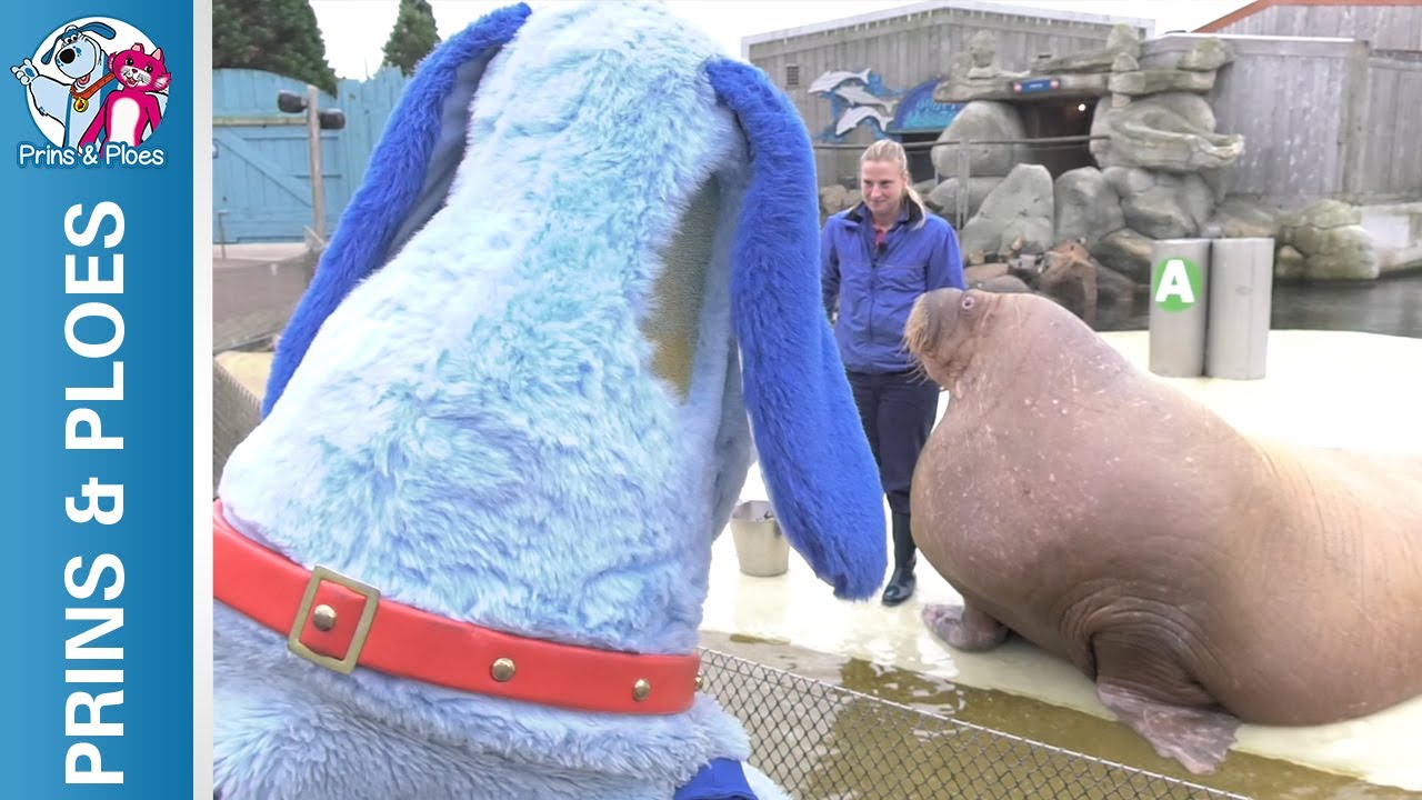 Prins & Ploes: Aflevering 17 - Een kijkje bij de walrussen