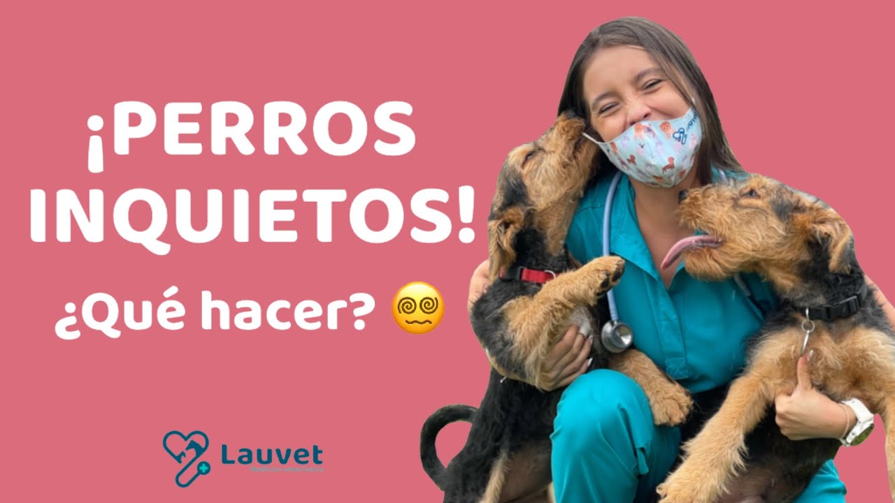 MI PERRO ES MUY INQUIETO | ¿Qué hacer? - Lauvet