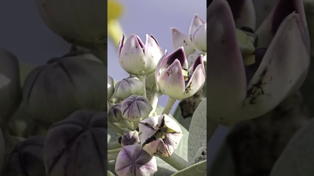 فلوق منتزه سيسد الوطني بالطائف