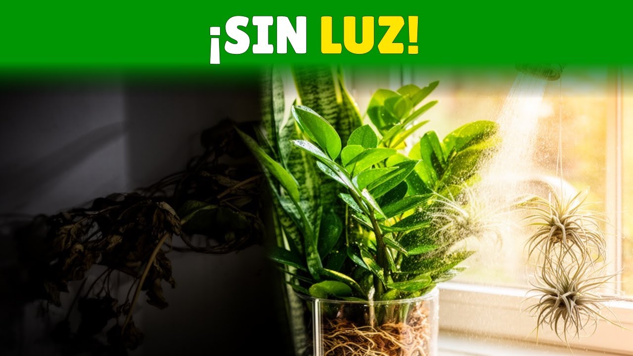5 Plantas que Florecen en Oscuridad Total