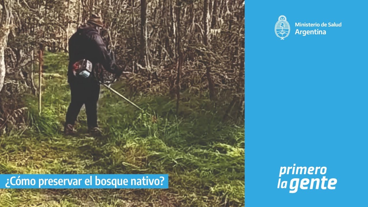 ¿Cómo preservar el bosque nativo?