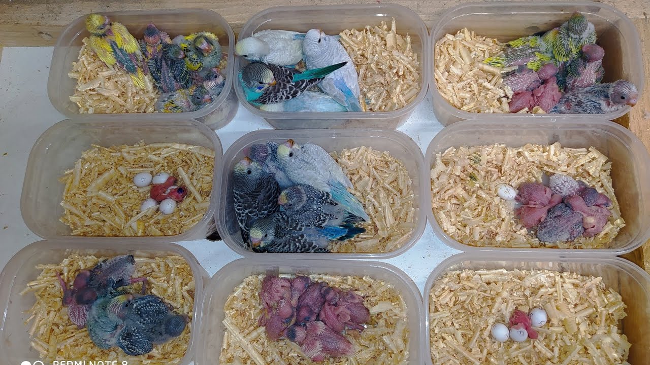 فتح عشوش البادجي لأول مرة على قناة #للبادجي_عشق Open nest budgies