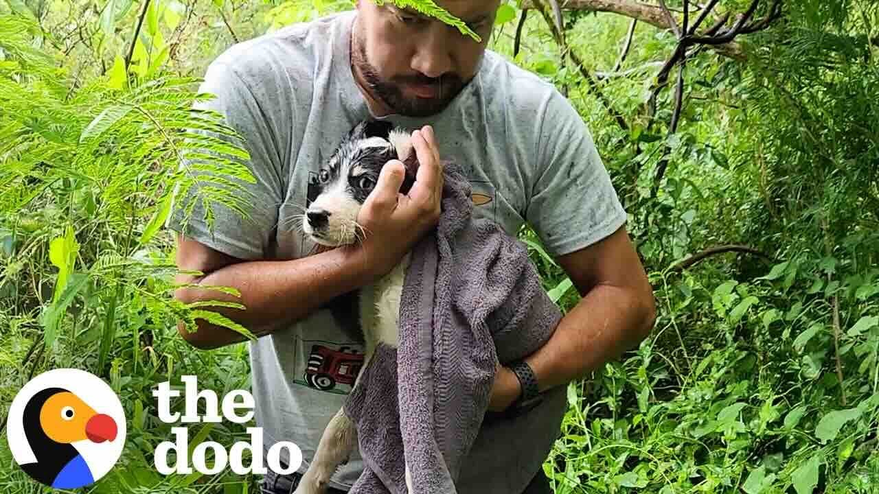 Rescuers Hear Puppy Cries Coming From The High Grass | The Dodo