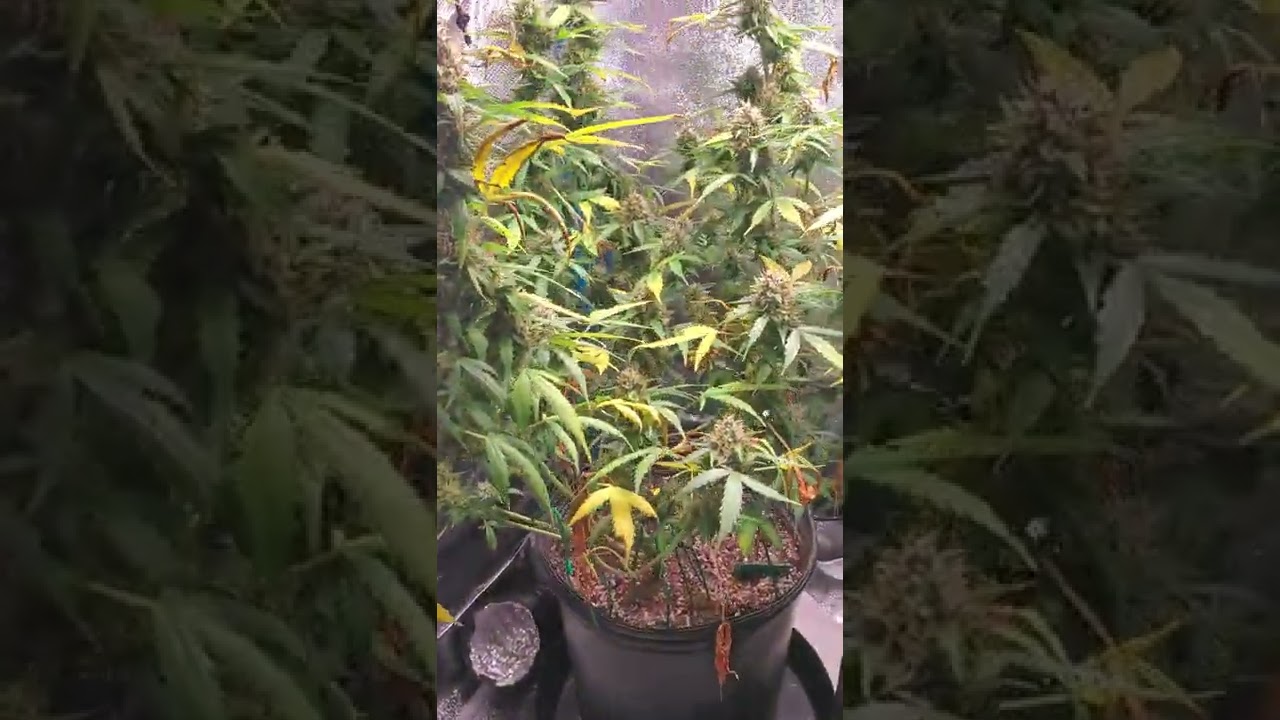 Tangerine dream auto almost harvest time folks!!!