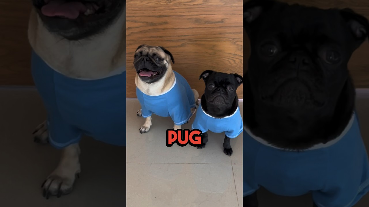 &iexcl;Mira una Anatom&iacute;a de un Pug divertida!🐶🐾💗 #itspugbertha #itspugsita #pugs #pets #dog #pug #perro