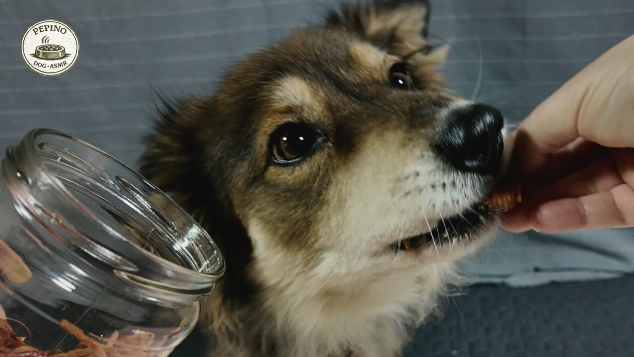 Dog Eating ASMR | Crunchy Chewing Sounds (Dried Shrimp Shells)