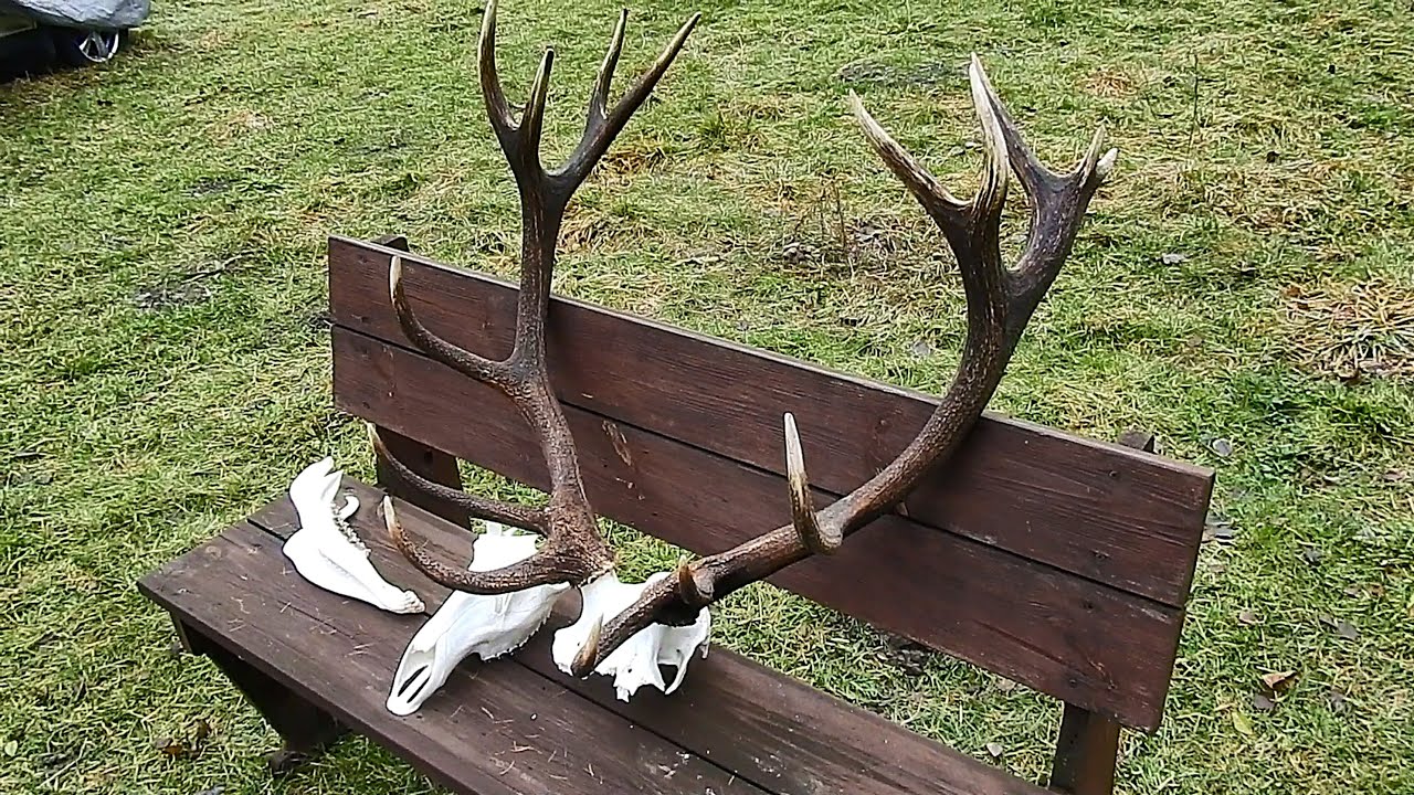 Kolizyjny Jeleń Byk..🦌znajomy z Rykowiska 2025r Niektórzy Pisali Łowny Byk... Waga 7.5kg