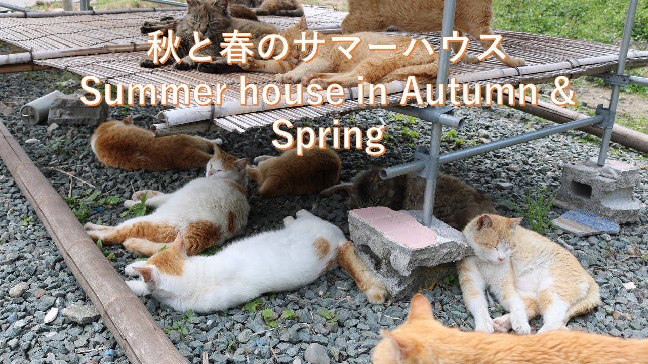 秋と春のサマーハウス Summer house in Autumn & Spring 猫の島 青島 #6112 Summer house