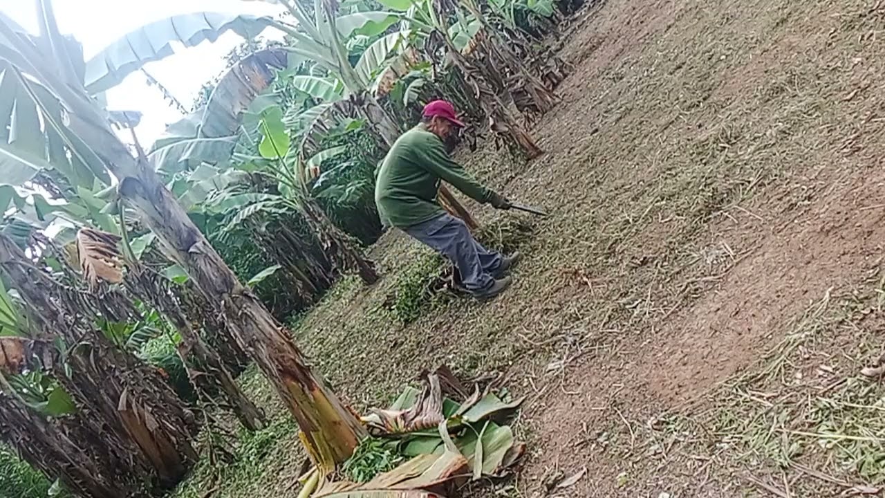 VLOG # 176. TANGGAL NG TUYONG DAHON AT MAGLAGAY NG MULCH SA PALIGID NG SAGING