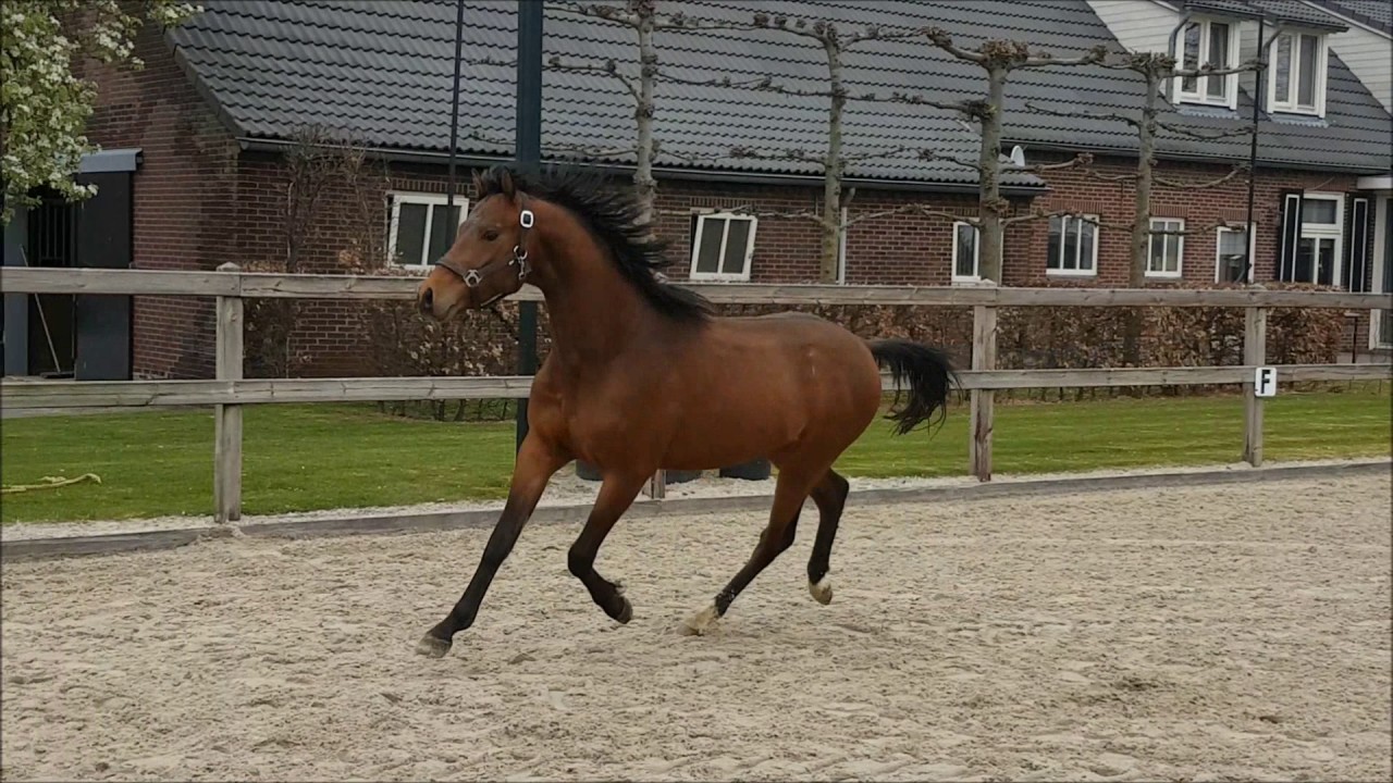 2 years old ponystallion (Nia Domo's Bolero x Bokkespring Czardas)