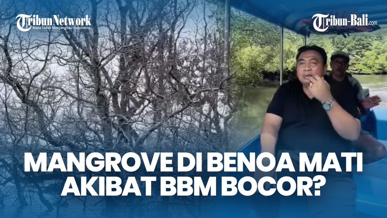 Mangrove di Kawasan Benoa Mati Diduga Akibat Pipa BBM Bocor? Ini Langkah Pertamina Patra Niaga