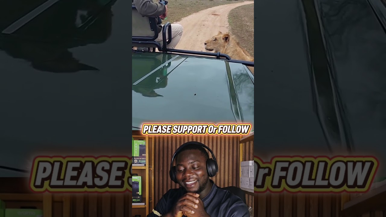 #viral #explore #lions #fyp #dynamicstv