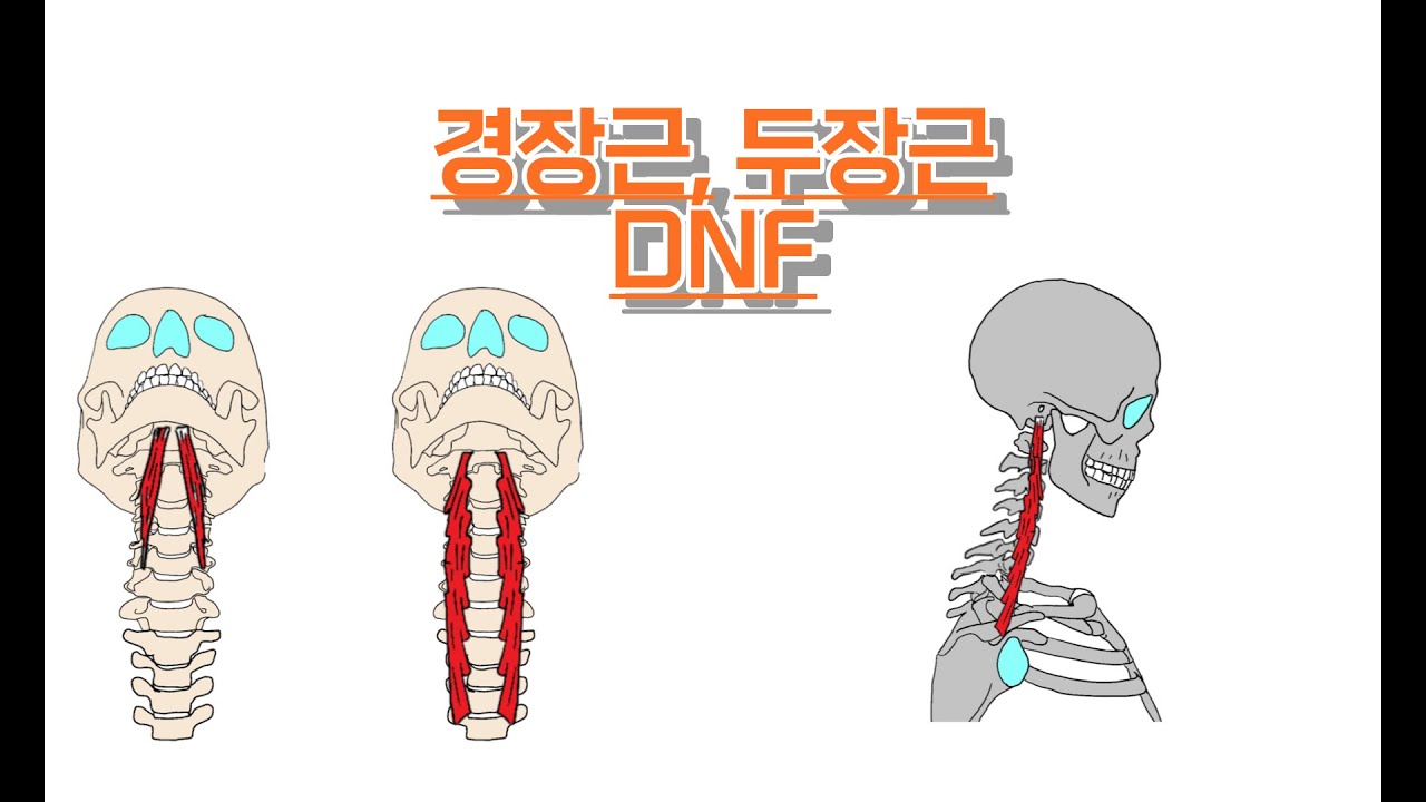 경장근,두장근/긴목근, 긴머리근/Longus colli, Longus capitis 완전 정복!