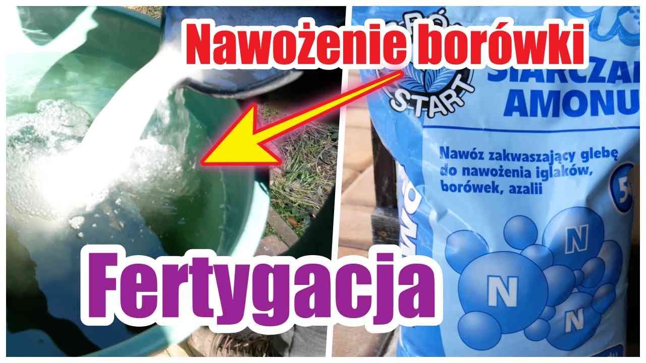 Fertygacja Borówki czyli NAWOŻENIE z wodą