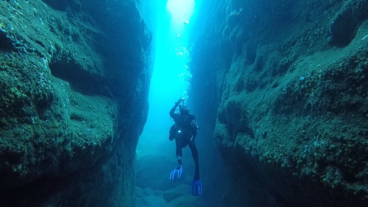 roses diving 2019