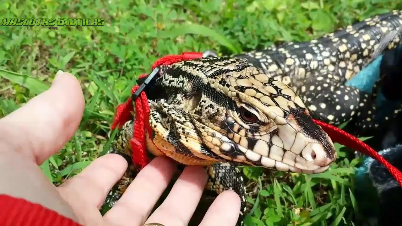 Guia de cuidados basicos del Tegu Argentino!! - Cuidados del Tupinambis merianae