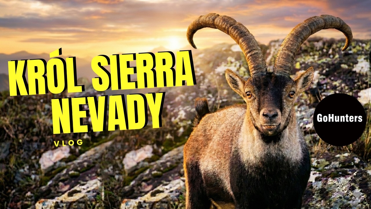 Polowanie na koziorożca iberyjskiego I Król Sierra Nevady  | GoHunters