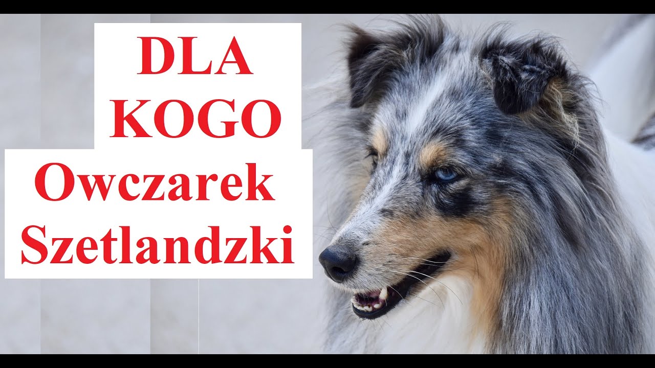 Dla Kogo Owczarek Szetlandzki