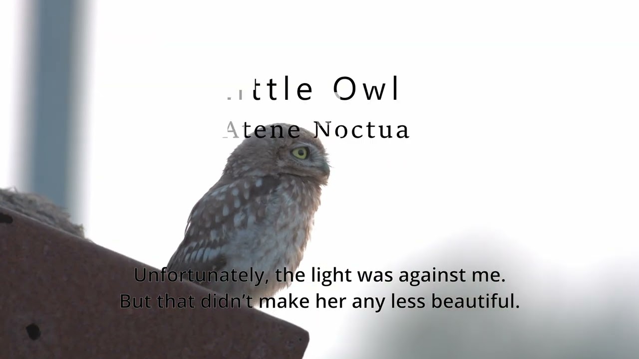 Little Owl encounter , Cyprus POV