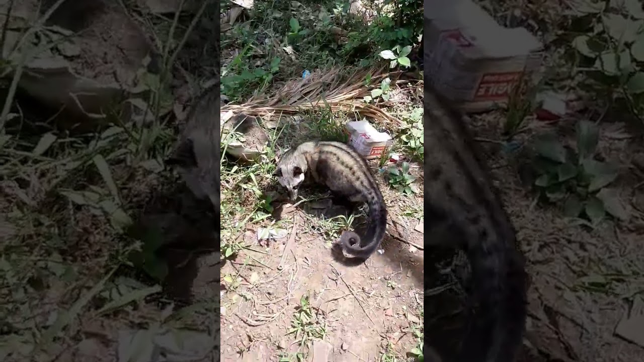 musang pandan wangi 