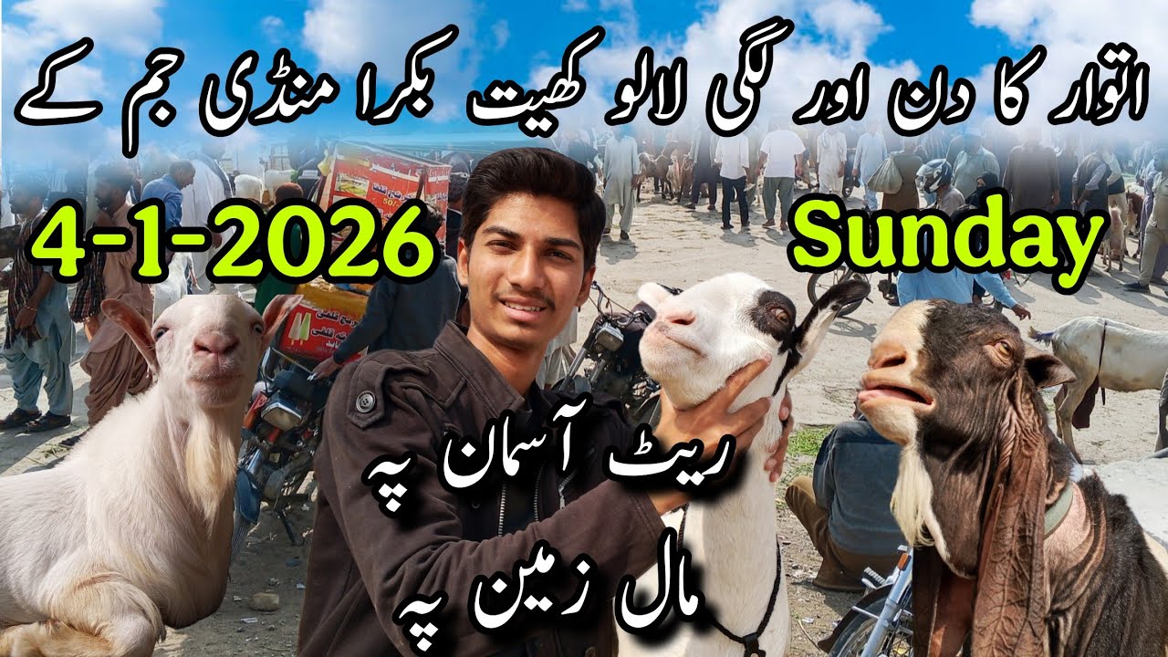 Lalukhet Bakra Mandi Latest Updates | 4-1-2026 | Bakra Mandi Rates Updates+Barginng | @AhmedKSath 